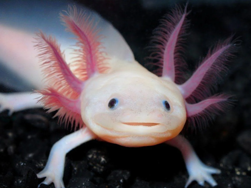 Titelbild für Beitrag: Bald kommen Axolotls in die Aquarien!